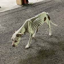 BTX - 💔 DUMPED AND LEFT TO FEND FOR HERSELF 💔 Sometime overnight, someone  abandoned this sweet, fragile dog outside our shelter — alone, scared, and  in heartbreaking condition. She is severely
