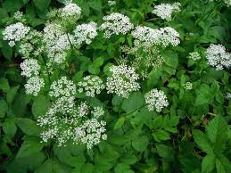Bekijk meer ideeën over eetbare bloemen, kruiden, eetbare planten. Bloesemremedie Zevenblad Ground Elder Aegopodium Podagraria De Stralende Zon