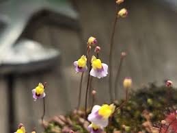 Image result for Utricularia welwitschii