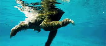 He Swim Sloths Sloth Sloth Life Save Our Oceans