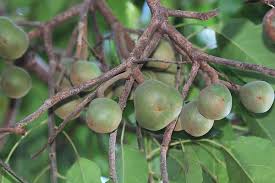 Image result for Aleurites