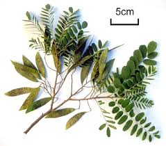 Image result for Dalbergia nitidula