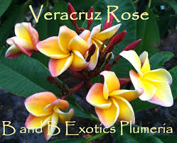 Image result for Plumeria rubra