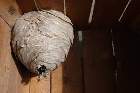 How to safely get rid of a wasp nest. Removing A Hornet S Nest On Your Own