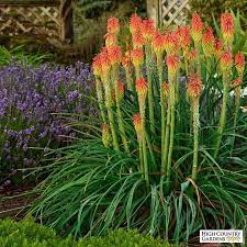 Pin On Jardineria