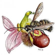 These lovely plants, with their unique greenery and vibrant flowers, grow well in containers or as ground cover around vegetable gardens. Bee Orchid Flowers Drawings Pictures Drawings Ideas For Kids Easy And Simple