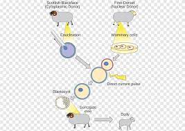 Genetic modification, also referred to as genetic engineering, refers to the process of changing the dna of a living organism with the aim of altering its the dna is cut into segments and undergoes litigation into a plasmid which is embedded into a bacterium. Cloning And Genetic Engineering Dolly Finnish Dorset Sheep Human Cloning Genetically Modified Food Angle Text Png Pngegg