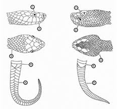 All snakes lack external ear openings and eyelids and have long, forked tongues. Venomous Snakes Of Maryland