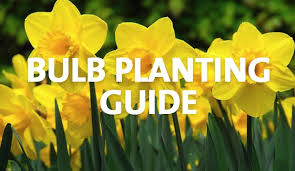 The current focus is all about spring flowers, such as daffodils, erlicheer, iris and orchids. Bulb Planting Guide Palmers Garden Centre