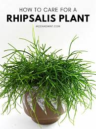 Image result for Rhipsalis