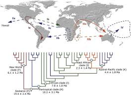 Image result for Sesbania keniensis