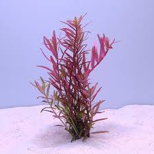 Image result for Rotala filiformis
