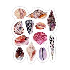 Shells Of Shellfish Seashell Illustration Shell Art Shell Drawing