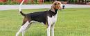 Treeing Walker Coonhound - Wikipedia