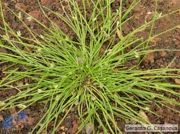 Image result for Cyperus laevigatus