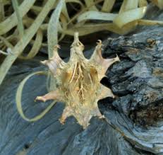 Image result for Diospyros loureiriana