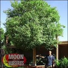 Maybe you would like to learn more about one of these? Chinese Elm For Sale Fast Growing Desert Trees Chinese Evergreen Chinese Elm Tree Fast Growing Shade Trees