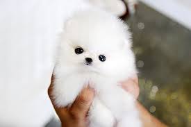 Published on december 23, 2015 , under animals. So Tiny Cute Teacup Pomeranian Puppy Pomeranian Puppy Pomeranian Puppy Teacup Teacup Puppies
