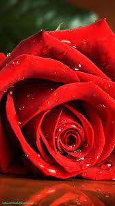 16 Common Misconceptions About Wallpaper Hd Download For Android Mobile Wallpaper Hd Download For Android Mobile Rose Wallpaper Red Roses Beautiful Red Roses