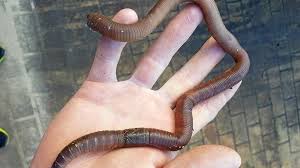 What S Wrong This Picture Of A Baby Brown Snake The Courier Mail