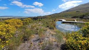 Image result for Platycaulos