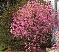 Rhododendron Mucronulatum Cornell Pink White Flower Farm Rhododendron Flowers