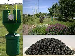 Most of them have two different kinds of bait to lure the. A Word Regarding Japanese Beetle Jb Extension Entomology