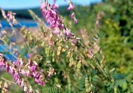 Image result for Hedysarum