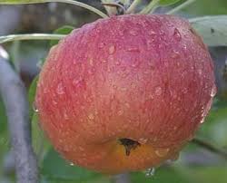 Hotels near kyogle visitor information centre. Heirloom Fruit Trees For Home Farm Trees Of Antiquity Rooted Organic Fruit Tree Nursery Fruit Trees Fruit