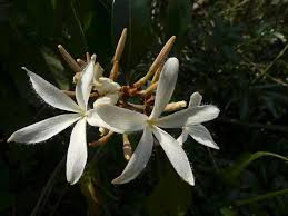 Image result for Ancylobothrys