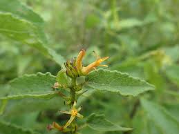 Image result for Triumfetta pilosa