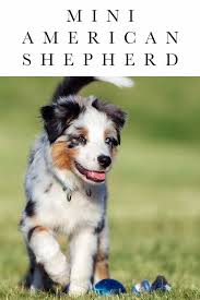 Le guide minivet est un petit livret facilement portable contenant ce que vous devez savoir pour vous aider dans vos présentations. Mini American Shepherd Dog Breed Information Guide