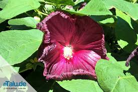 This is our best formula, and it is fortified with 11 essential nutrients. Sumpf Eibisch Hibiscus Moscheutus Infos Zur Pflege Talu De