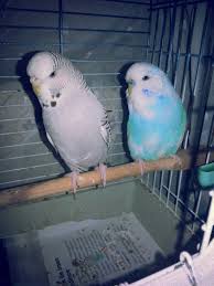 Budgie Birds Jumbo Cek English Holland Kral Kralice