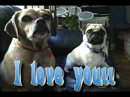 Your dog excitedly greets you. Talking Pug Dog Says I Love You Youtube