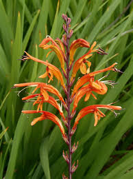 Image result for Afroqueta capensis