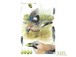 Bird That Sounds Like A Car Alarm Canada Veluwe Marjolein Bastin Artist Nature Drawing