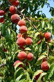 Check out our florida peach tree selection for the very best in unique or custom, handmade pieces from our craft supplies & tools shops. Pin On Gardening