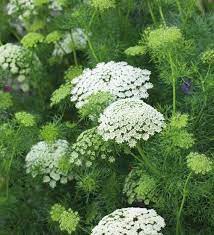 Image Result For Plant List Classic Green White Garden White Gardens Foliage Plants White Plants