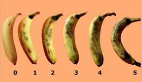 The decomposition rate experiments by mfs were started in 2016 as follows: Https Www Longdom Org Open Access Management Of Banana Musa Paradisiaca 1 L Fruit Rot Diseases Using Fungicides 2157 7471 1000298 Pdf