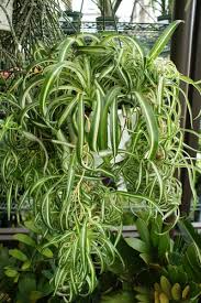 Image result for Chlorophytum gallabatense