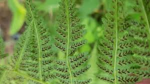 Image result for Athyrium