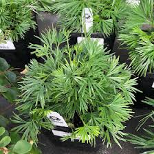 Image result for Actiniopteris semiflabellata