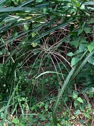 Image result for Enteropogon prieurii