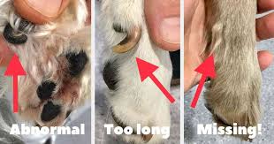 They're attached only with connective tissue, but there's no bony joint. Dog Dew Claws Injuries Trimming Removal Walkerville Vet