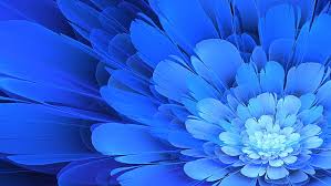 Check spelling or type a new query. Hd Wallpaper Blue Flower Wallpaper Flowers Apophysis Blue Flowers Flowering Plant Wallpaper Flare