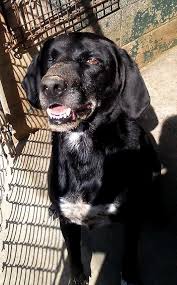 Adopt Uno On Petfinder Animals Large Animals Homeless Pets