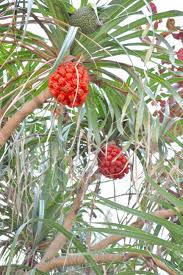 Image result for Pandanus odoratissimus