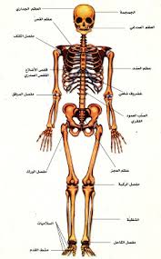 بحث حول الهيكل العظمي وأنواع العظام الموسوعة المدرسية Cool Science Projects Fun Science Brain Nervous System