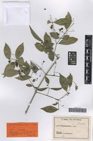 Image result for Pleurostylia